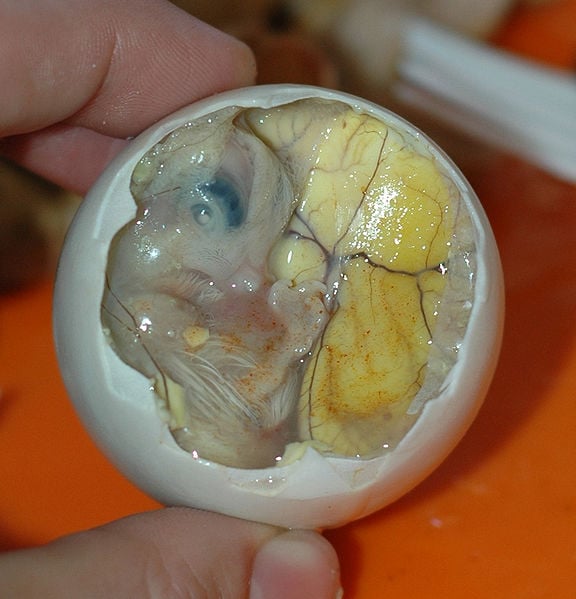 Balut Strange food