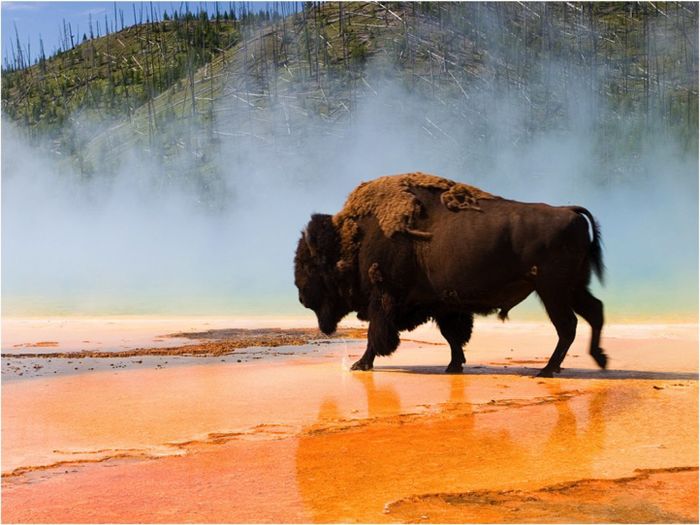 Yellowstone bison