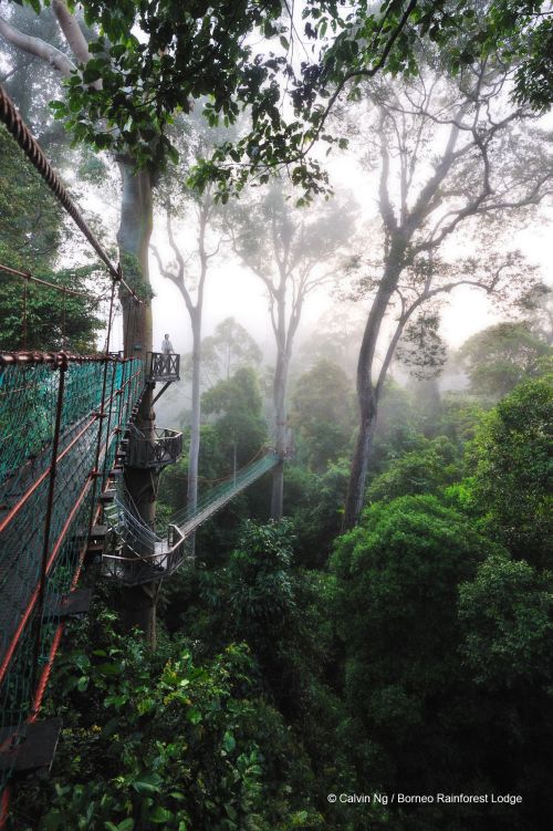 Borneo Rainforest Lodge, Danum