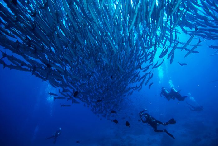 Diving, Sabah, Borneo