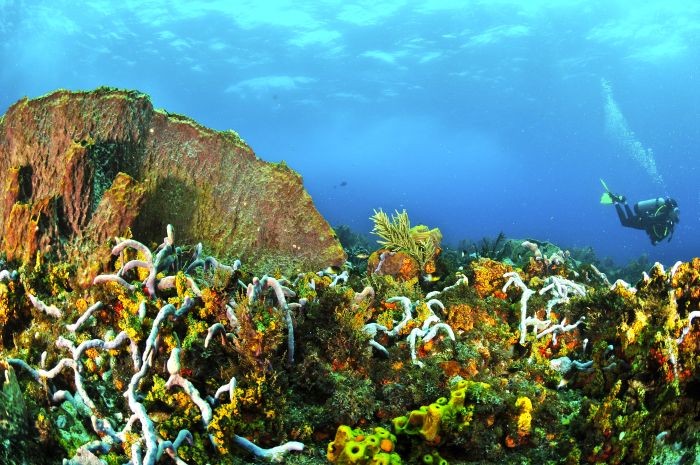 Diving, Trinidad and Tobago