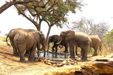 Elephants, Tanzania