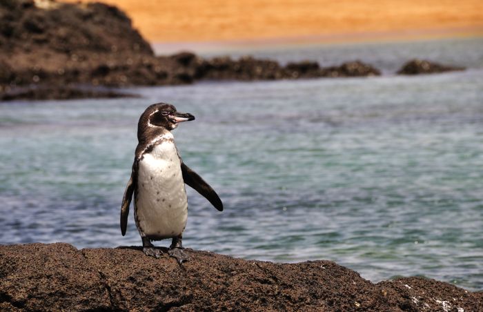 Galapagos Islands