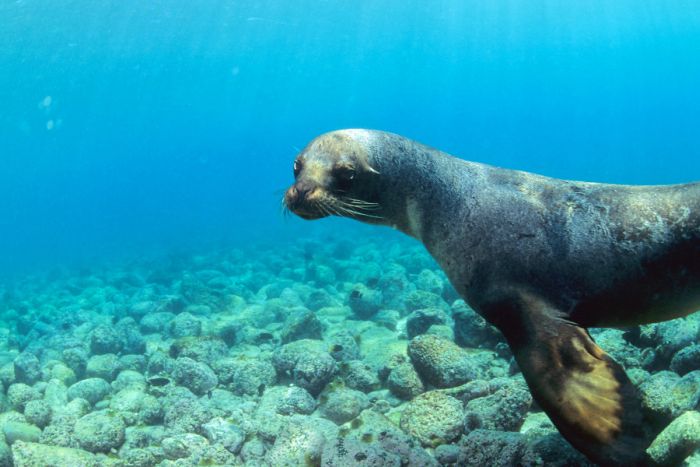 Galapagos Islands