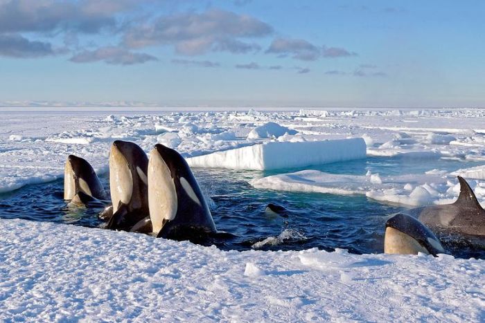 Orca whales, Antarctica