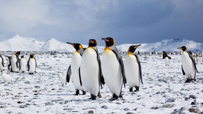 Penguins, Antarctica