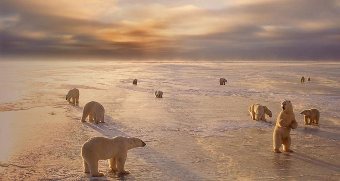 Polar bears in Churchill, Manitoba, Canada