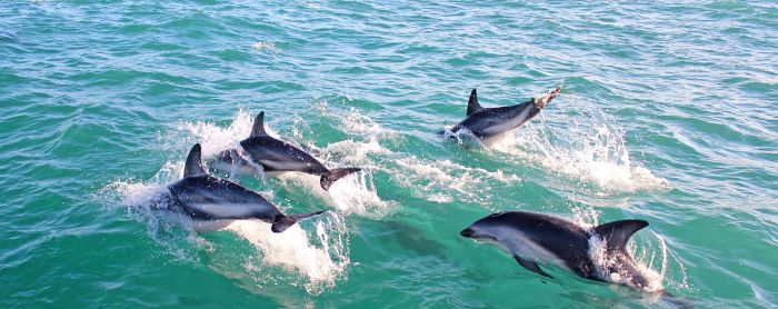Swimming with dolphins, Kaikora