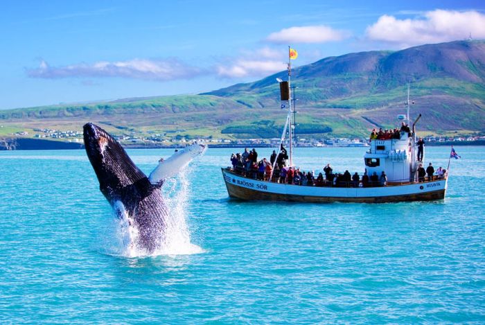 Whale watching, Iceland