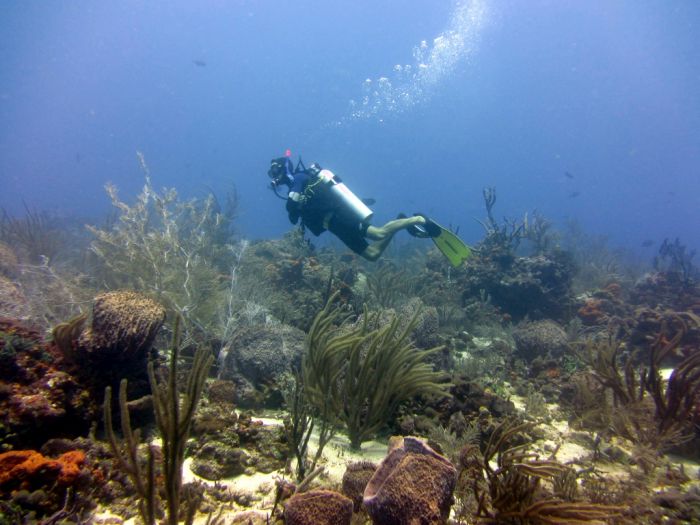 Divers Dream, Tobago