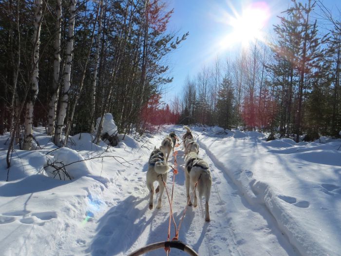 Dog sledding, Finland