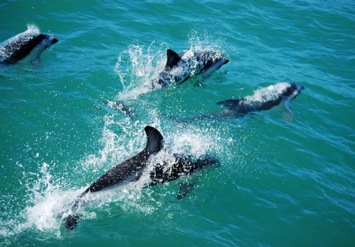 Dolphins, Kairkoura, New Zealand