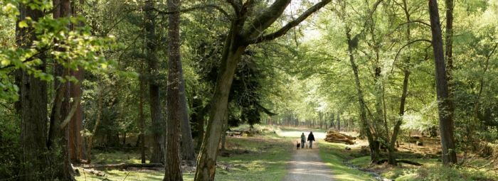 New Forest National Park