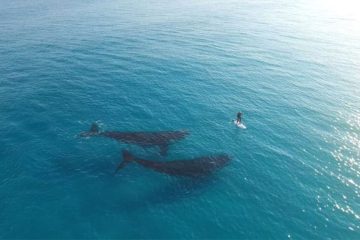 Whales meet paddle boarder