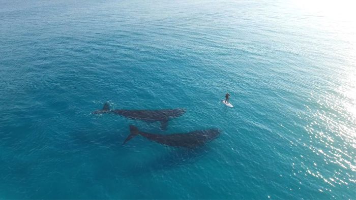 Whales meet paddle boarder