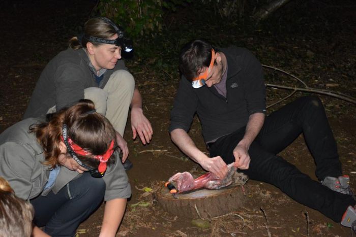 Skinning a rabbit