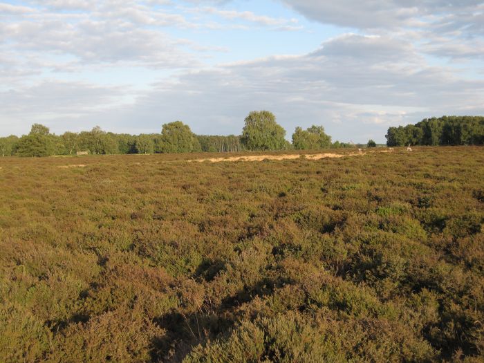 Cavenham Heath, Suffolk