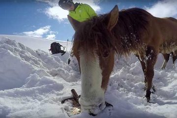 Snowboarders rescue horse