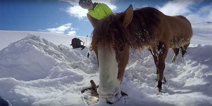 Snowboarders rescue horse
