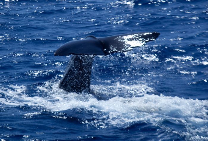 Whale watching, Dominica