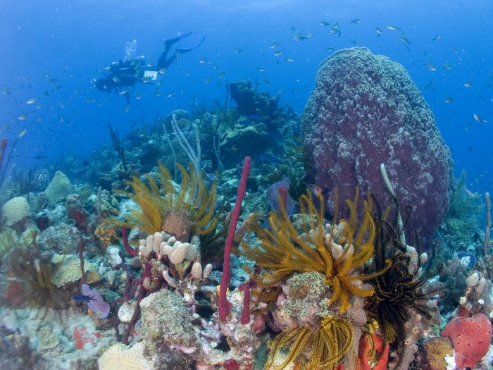 Diving in Champagne Reef, Dominica