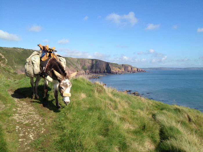 Chico, Welsh coastline