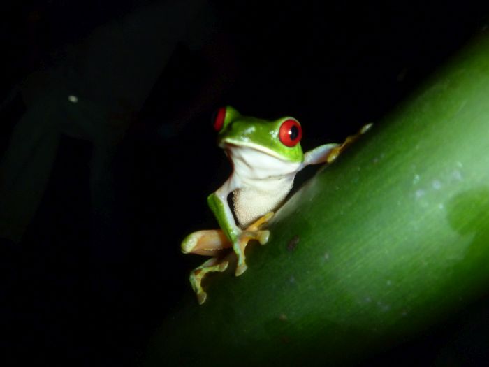 Night frog tour, Drake Bay, Costa Rica