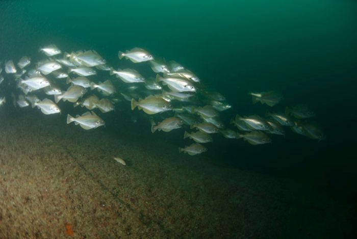 SS Kyarra diving site, Dorset