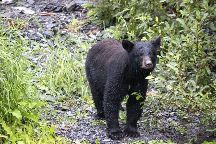 Photographing wildlife