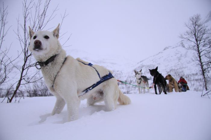 Dog sledding, Sweden