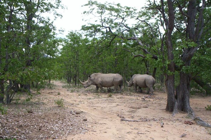 The white rhino, Matobo National Park, Zimbabwe