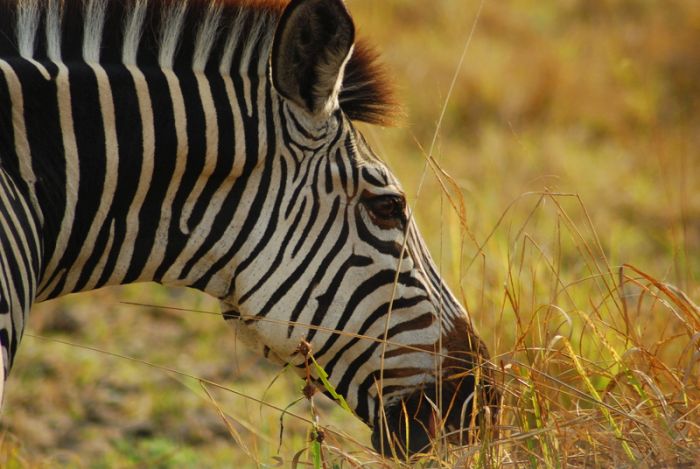 South Luangwa National Park, Zambia