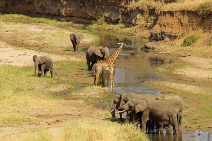 Tarangire National Park, Tanzania