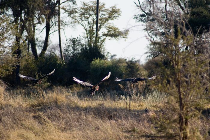 Okavango Delta, Botswana