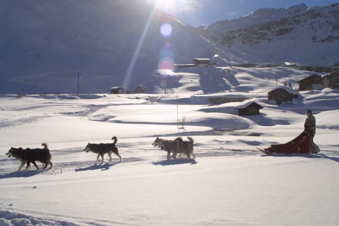 Dog sledding in the Alps