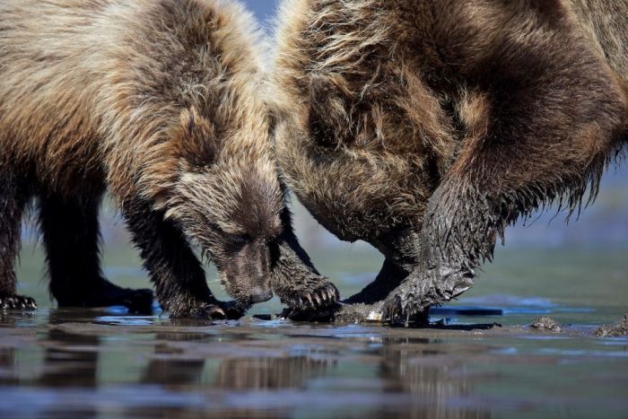 Grizzly bear tour in Alaska