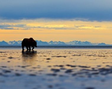 Grizzly bear tour in Alaska