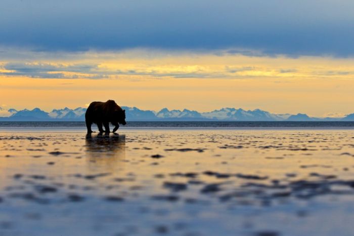 Grizzly bear tour in Alaska