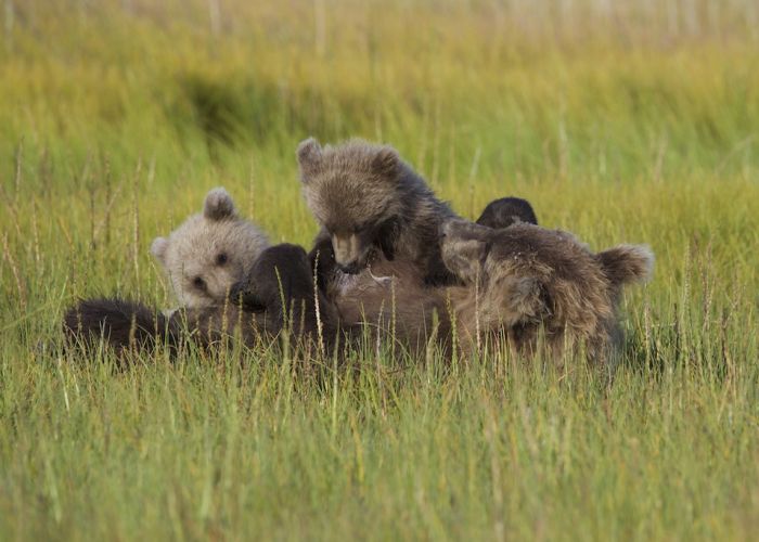 Grizzly bear tour in Alaska