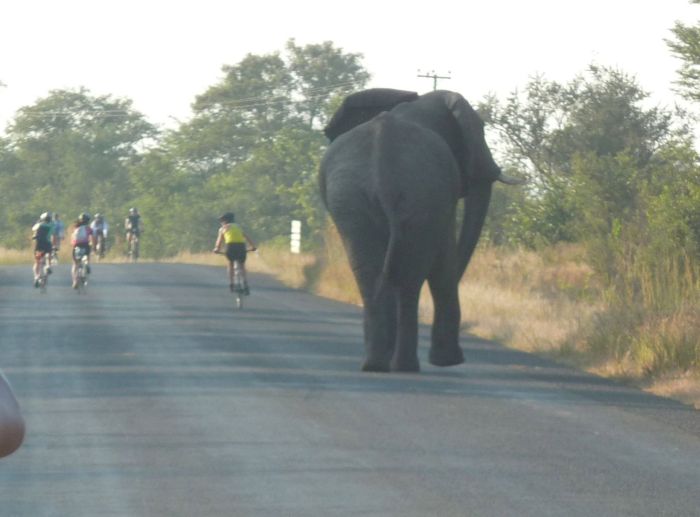 Bull elephant on Tour d'Afrique