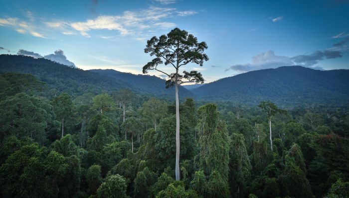 Volunteering in Borneo