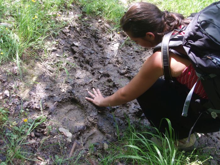 Bear prints, The Pyrenees