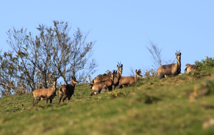 Pyrenean chamois, The Pyrenees