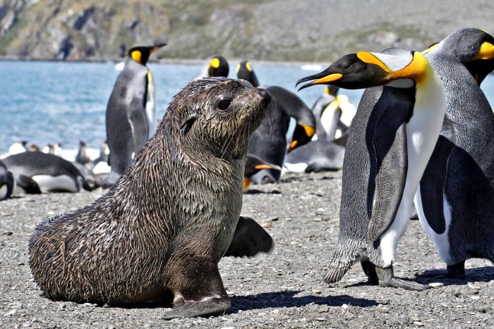 Fur Seal, South Georgia