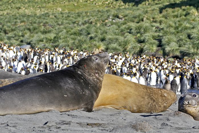 Elephant seal, Gold Harbour, South Georgia