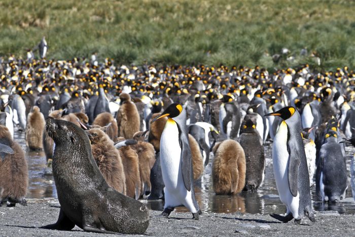 King Penguin colony, Gold Harbour, St Andrew's Bay, South Georgia