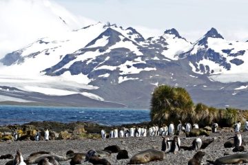 Prion Island, South Georgia