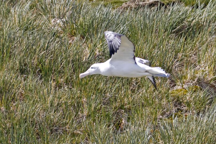 Wandering Albatros, Prion Island, South Georgia