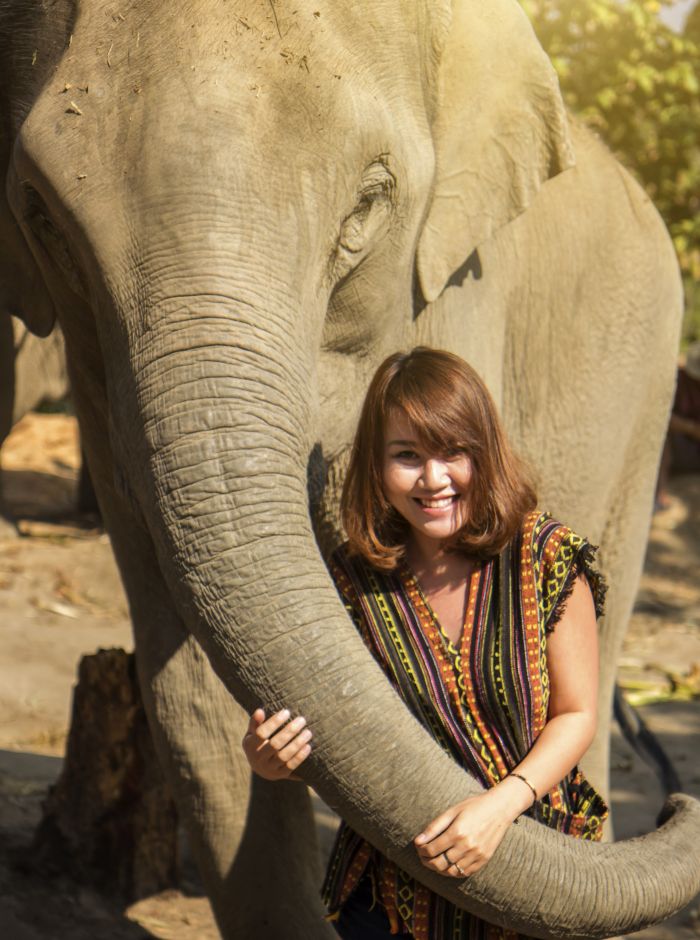 Feeding elephants