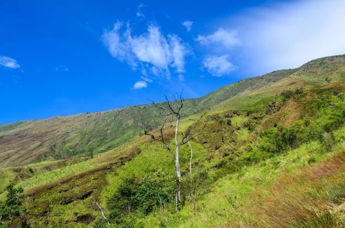 Mount Cameroon, Cameroon